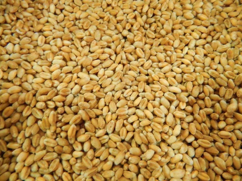 Как получить семена пшеницы